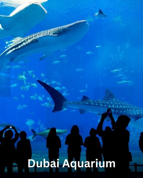 Reyash Tourism Website (48)