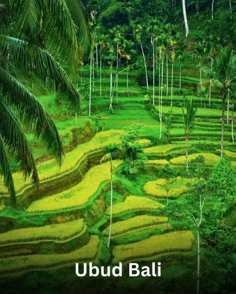 Reyash Tourism Website (67)